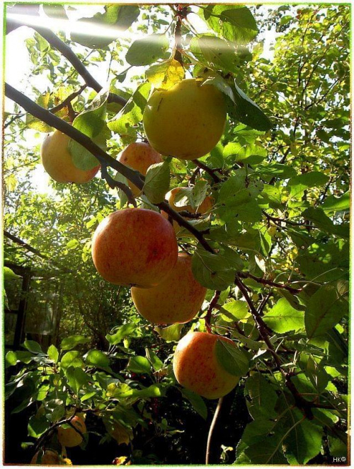 w moim ogrodzie-pysznych jabłuszek moc #owoce #WOgrodzie #jabłoń #jabłka