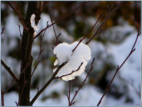 pozostałość po chwilowej zadymce... #śnieg #mróz #drzewo #gałązki