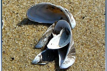 na plaży,
muszelki z bliska #muszelki #NadMorzem #piasek #ZBliska