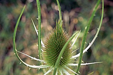 Mam kolce mam pokujesz sie sam !!! #Chwast