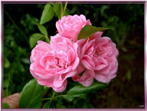 z mojej ogromnej kolekcji ogrodowej, radosc dla oczu i moja duma... #róże #WOgrodzie #kwiaty #piękno