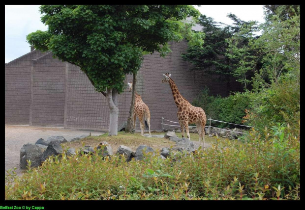 Belfast Zoo - 07/06/2008