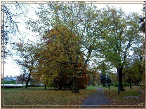 W Parku Miejskim #jesień #WParkuMiejskim #liście #drzewa #kolory #Gdańsk