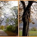 troche jesieni...po drodze od Poczty Polskiej i dawnego sierocińca , wzdłuż kanału Raduni do Motławy, tuż przed ulewą! #jesień #PoDrodze #Gdańsk #NadMotławą #drzewa