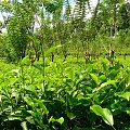 Tak wyglada plantacja herbaty. #Liscie #zielen