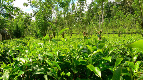 Tak wyglada plantacja herbaty. #Liscie #zielen