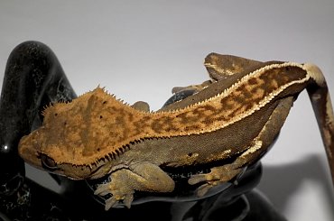 #CrestedGecko #GekonOrzęsiony #RhacodactylusCiliatus