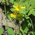 Gatunek trujący,Gatunek leczniczy
Glistnik jaskółcze ziele Chelidonium majus L.gatunek byliny z rodziny makowatych Papaveraceae. Jedyny przedstawiciel monotypowego rodzaju glistnik Chelidonium. Jest rozpowszechniony w strefie klimatu umiarkowanego w Eu...