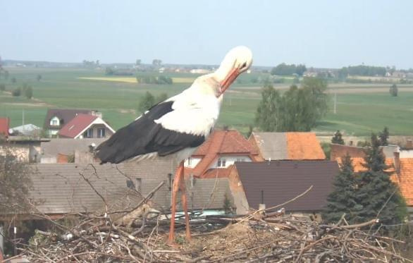 Gniazdo Raszków