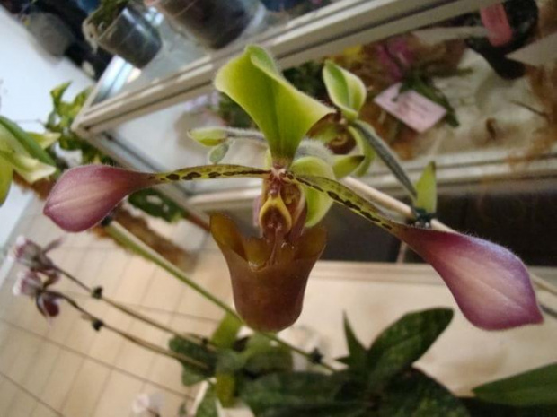 Paphiopedilum