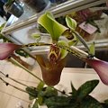 Paphiopedilum