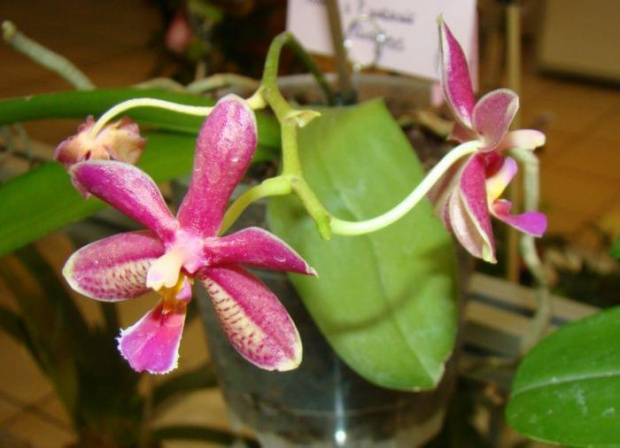 Phalaenopsis