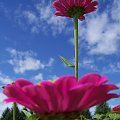#czwerony #gerbera #Gerbery #kwiatek #kwiatki #lato #niebieski #niebo #różowy #wiosna