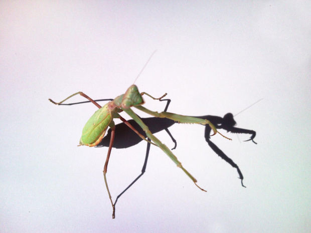 Stagmomantis limbata