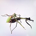 Stagmomantis limbata