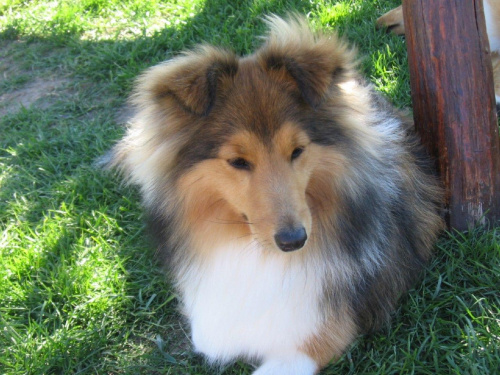 Amber Sun FCI, sheltie
owczarek szetlandzki
AUDREY #AmberSunFCI #sheltie