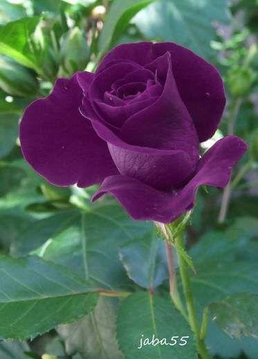 róża,kwiat, #róża #ciekawostki #jaba