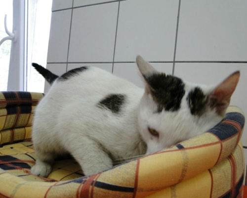 do adopcji