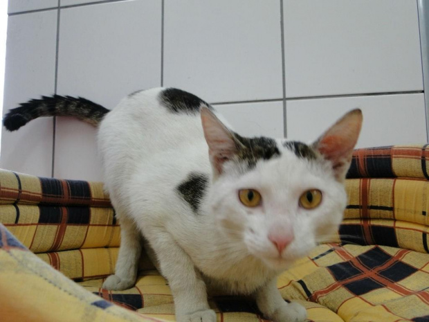 do adopcji