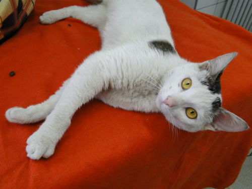 do adopcji