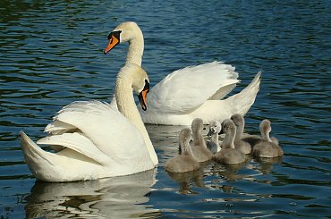 Cała rodzinka w komplecie. #łabędzie #rybaczówka #StrzelceOpolskie #ptaki