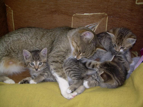 Fredzia ze swoimi drugimi dziećmi #kot