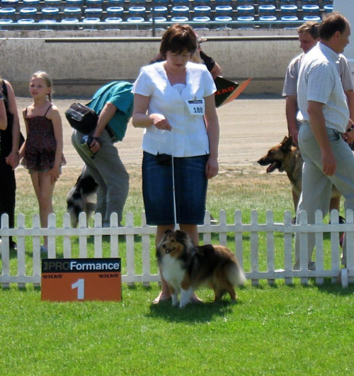 AUDREY Amber Sun FCI, OWCZAREK SZETLANDZKI, SHELTIE,Międzyn.Wyst. w Lesznie 2011r. #AUDREYAmberSunFCI #OWCZAREKSZETLANDZKI