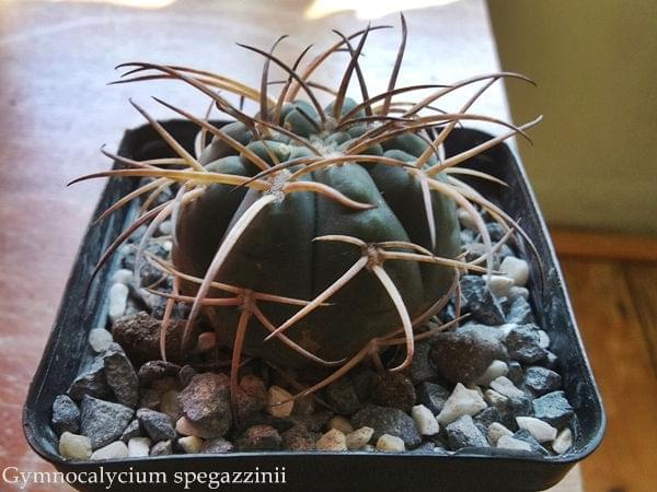#gymnocalycium #kaktusy #rośliny