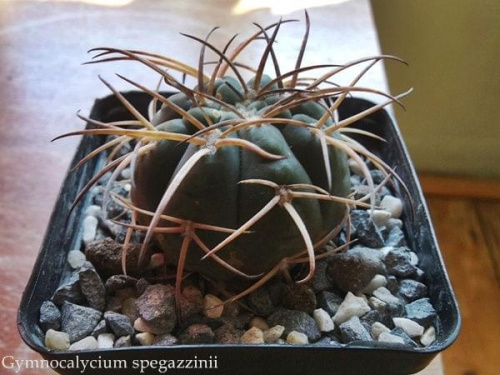 #gymnocalycium #kaktusy #rośliny