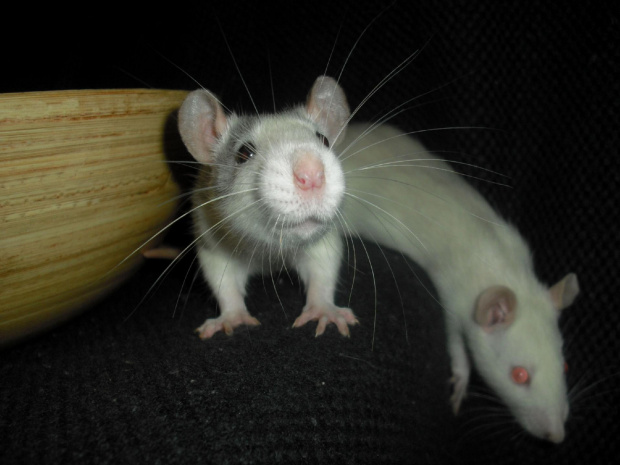 hAśki #rat #rats #szczur #szczury