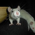 hAśki #rat #rats #szczur #szczury