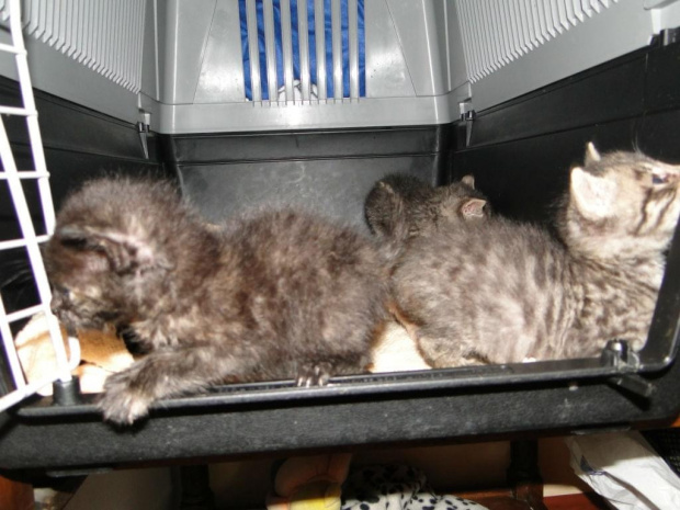Koty do adopcji #adopcja #zwierzęta #koty #kot