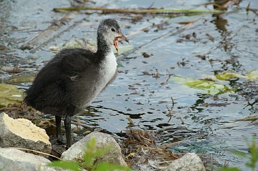 Woła mamę. #łyska