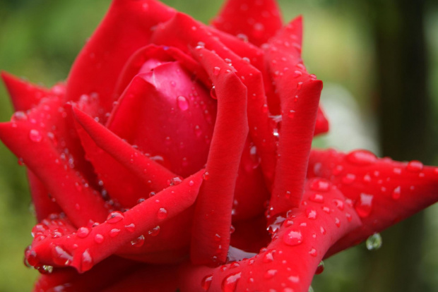 Czerwcowy deszczyk #deszczyk #kwiaty #róże