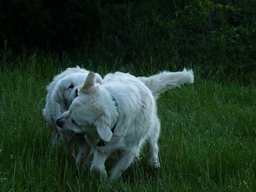 Brutus i Duffel, Park Bródnowski, 2011