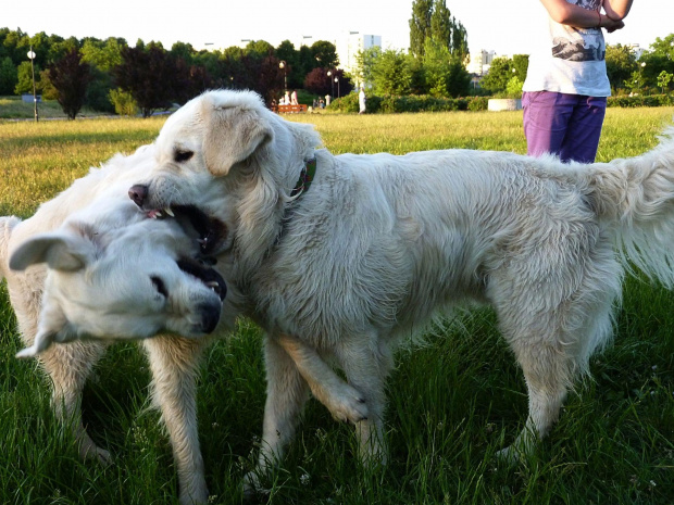 Brutus i Duffel, Park Bródnowski, 2011