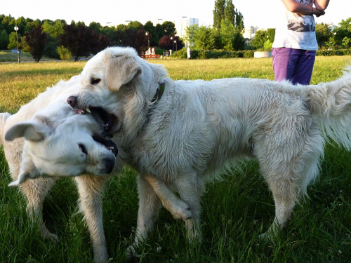 Brutus i Duffel, Park Bródnowski, 2011