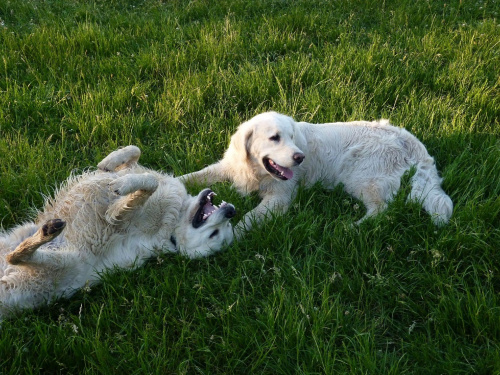 Brutus i Duffel, Park Bródnowski, 2011