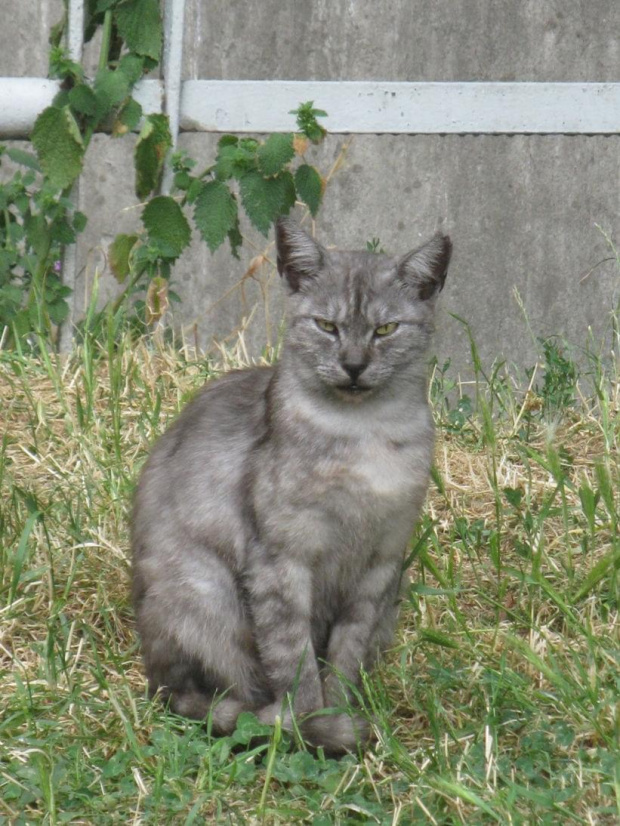 kotybonifr