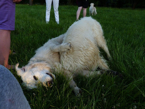 Brutus i Duffel, Park Bródnowski, 2011