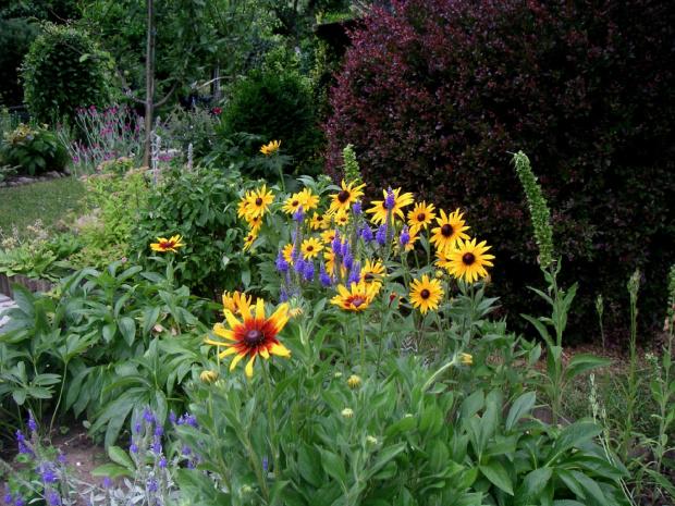 Rudbekie