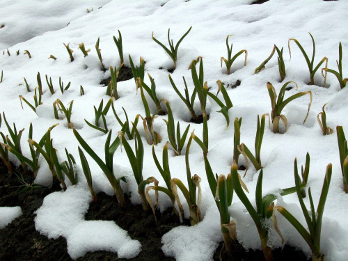 szczypiorek na wiosnę....w śniegu? :-)