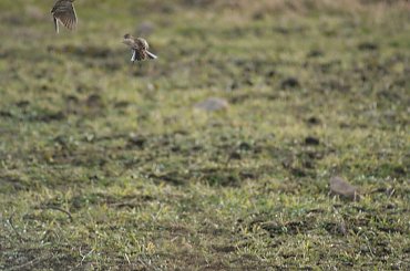 Taniec godowy skowronków #Wałbrzych