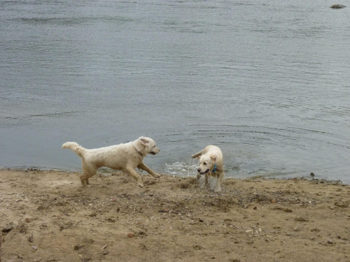 Brutus i Duffel, Wisła, czerwiec 2011