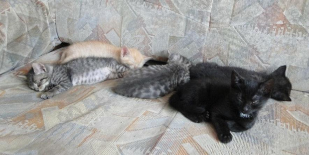 Koty do adopcji #koty #zwierzęta #psy #DoAdopcji #schronisko #schroniska #Gliwice #śląskie