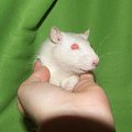 Nessie #szczury #szczur #rat #rats