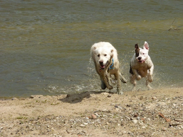 Brutus i Lola, Wisła, czerwiec 2011