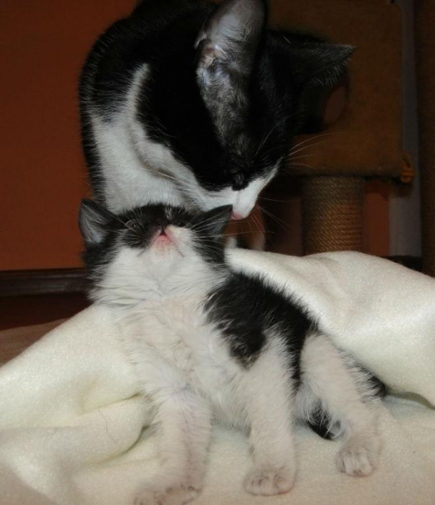 Koty do adopcji #adopcja #adoptuję #Gliwice #koty #pokochaj #psy #schroniska #schronisko #SzukaDomu #śląskie #zwierzęta