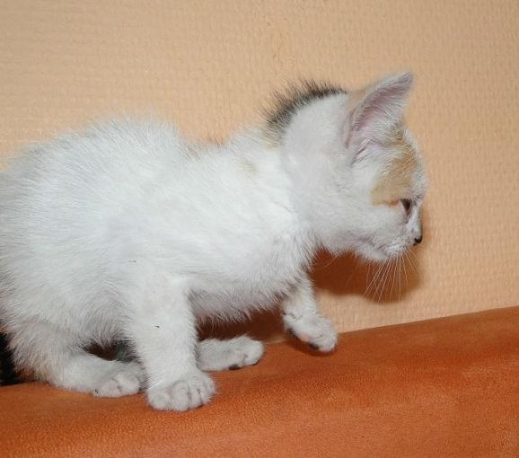 Koty do adopcji #AdopcjeZwierząt #DoAdopcji #dogo #kicie #kot #koty #miau #zwierzęta