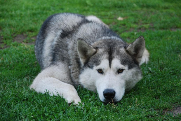 husky